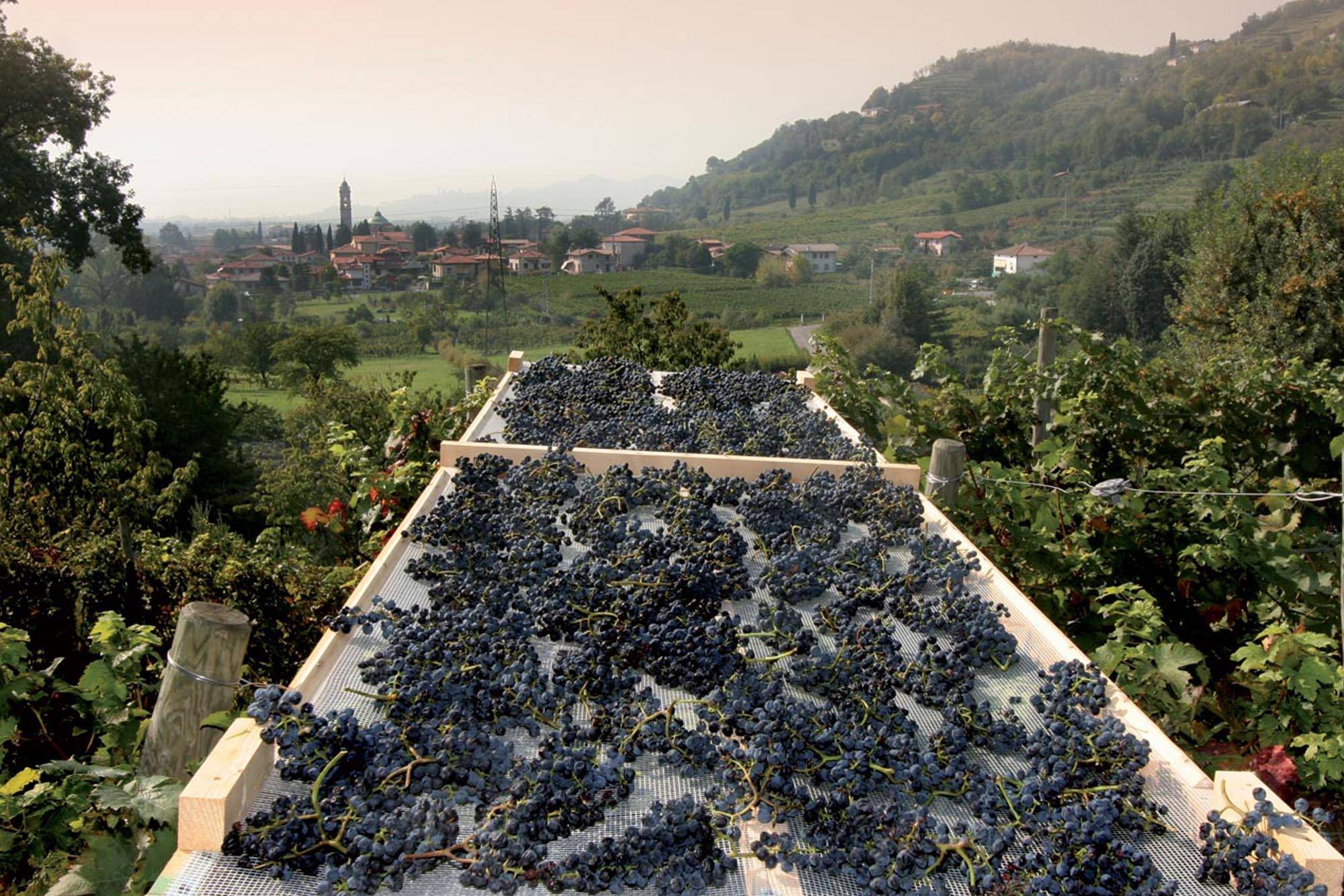 grape harvest