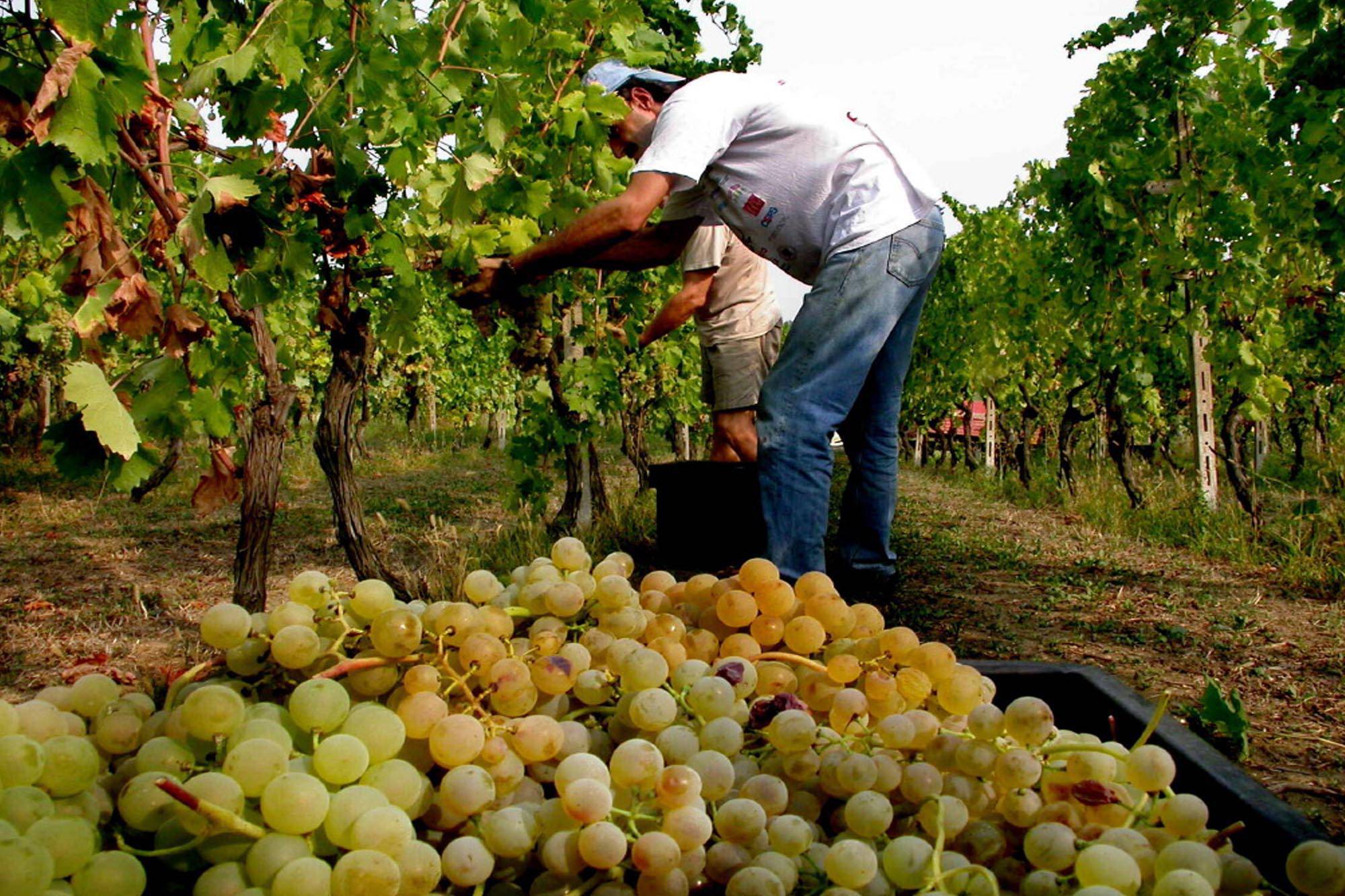 harvest